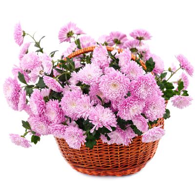 Корзина с хризантемами «Сиреневая нежность»
